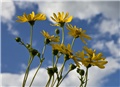 grindelia robusta 3